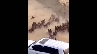 Two group of monkeys are fighting saudiarabia monkey fight [upl. by Ignazio172]