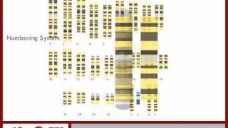 Cytogenetic Location of the Alpha Globin Gene pt 2  6 [upl. by Ferullo]