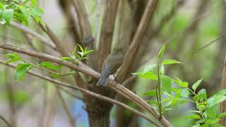 红胁蓝尾鸲 Redflanked Bluetail [upl. by Mccready440]