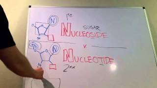 Nucleosides vs Nucleotides [upl. by Hurlee]