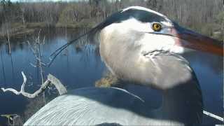 Treetop view of Great Blue Herons in amazing double flight to nest [upl. by Davita248]