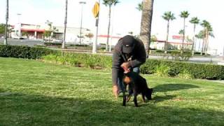 Chayen von Walley  Doberman 14 weeks Old Tracking 1st Time [upl. by Outlaw]