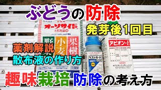 ぶどうの防除1回目 殺菌剤と殺虫剤を散布 ＆ ぶどう防除に対するスタンスについて [upl. by Eirised]