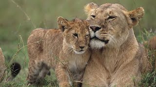 Grandes documentales  Cazadores de África Lazos de sangre [upl. by Ahseit332]