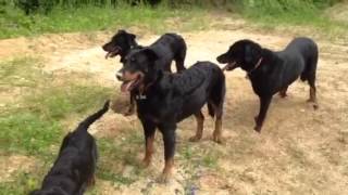 Ma petite meute de Beauceron [upl. by Adine]