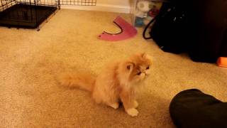 Pet training  Persian kitten Cooper learns dog tricks 貓の訓練 [upl. by Byrann176]