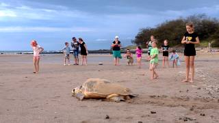 Loggerhead turtle laying her eggs 6  Rifle Range beach Bargara QLD [upl. by Oelc482]