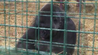 Female Gorilla Breast Feeding Her Infant  Howletts Wild Animal Park UK  2010 Gorilla [upl. by Kingsley]