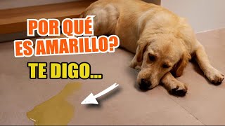 🐶👇 ¿QUÉ Pasa Cuando EL VÓMITO de un PERRO es AMARILLO [upl. by Rennold]