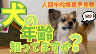 愛犬の人換算年齢知ってますか？ 早見表付き♪ [upl. by Anawqahs]