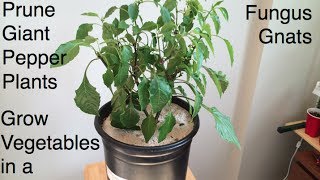 How to Prune Giant Pepper Plants Fight Fungus Gnats and Grow Room Tips Alberta Urban Garden [upl. by Featherstone152]