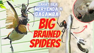 GAGAMBANG KUMAIN NG AHAS AT IBON 😱😱 Top 20 Amazing Spider Species [upl. by Aydne]