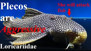 Aggression in Aquarium Plecos  Loricariidae  L Numbers [upl. by Alrats]