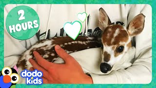 2 Hours Of Animals Being Ridiculously Cute  Dodo Kids  Animal Videos For Kids [upl. by Maggi]