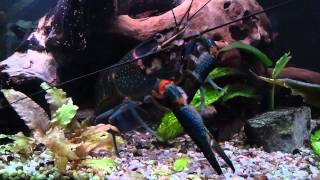 Cherax Quadricarinatus [upl. by Oner]