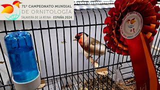 25000 uccelli 🐦🤯🫨 71° Campionato Mondiale di Ornitologia 2024  Talavera de la Reina Spagna 🇪🇸 [upl. by Justen425]