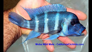 Cyphotilapia Frontosa Zaire Blue Moba Wild [upl. by Sigismund]