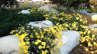 White Granite Boulder Landscape [upl. by Penoyer727]