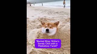 Shiba chillin at the beach 😂 cute dogs shiba [upl. by Zales858]