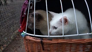 Siamese Cats meetsee more Wild Boars amp Piglets First Time amp Deer in a Zoo Cat Reaction [upl. by Ycinuq]