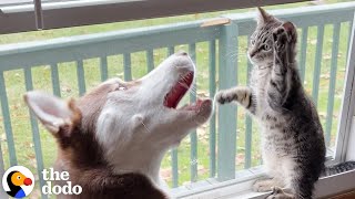 Husky Slowly Becomes Obsessed With His Kitten Brother [upl. by Fonzie143]