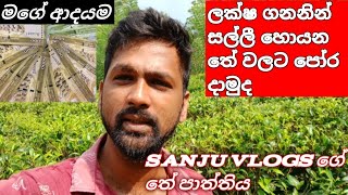 ලක්ෂ ගනන් සල්ලි හොයන තේ වලට පෝර දාමූ Shillong tea Sanju vlogs [upl. by Linskey]