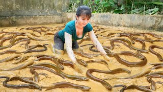 Catch A Lot Of Eels In The Swamp Goes To Countryside Market Sell  Phương Free Bushcraft [upl. by Qooraf]