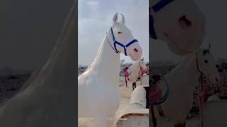 AKHAL TEKE HORSE 🐎 sciencefacts facts shorts [upl. by Inalak]