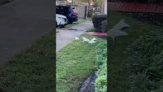 Five Ibises Feasting [upl. by Anitselec]