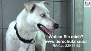 Tiere suchen ein neues Zuhause mit VB online Teil 9 [upl. by Niro204]