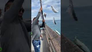 052822 mackerel fishing at Newport pier [upl. by Hedgcock602]