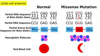 Lecture 4 Mutation and chromosomal abnormalities [upl. by Veronike]