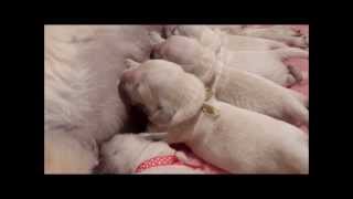 Golden Retriever Puppies newly born [upl. by Aitercul]