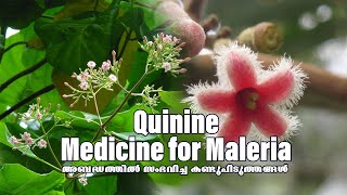 അബദ്ധത്തിൽ സംഭവിച്ച കണ്ടുപിടുത്തങ്ങൾ Episode1 Quinine  Medicine  Maleria  Inventions trending [upl. by Messere]