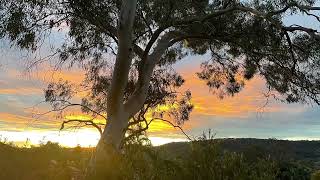 Sunset behind a Eucalyptus Scoparia [upl. by Tecil647]