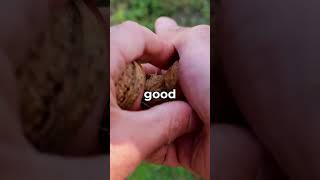 Why Do Squirrels Love NUTS 🤨 shorts viral [upl. by Carrington]