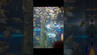 Aquaria 🦈🐬🐳🐋🐟KLCC😀🥰😍 [upl. by Neelear]