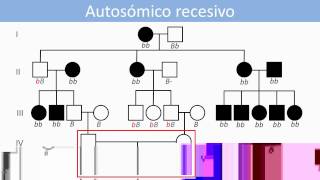 Lec21 Genética humana Análisis de patrones herencia monogénicos en genealogías umh1144 201415 [upl. by Sonia274]