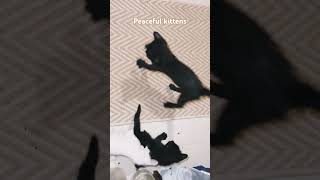 Peaceful kittens just playing hyperkitties cat funnycatsvideos catsvideos kittensplaying cute [upl. by Eelasor]