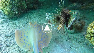 Bluespotted Stingray and Red Sea Lionfish [upl. by Leavitt]