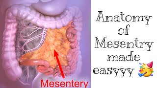 Mesentry Anatomy  Easiest most explanation [upl. by Katleen]