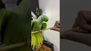 Ringneck Talking parrot 🥇 [upl. by Enelav]