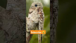 Potoo Bird Facts 🤩 shorts factsinhindi facts factshorts dadajifacts potoo birds bird fact [upl. by Tannenwald]