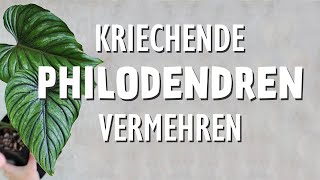 Kriechende Philodendren einfach vermehren [upl. by Enaek]