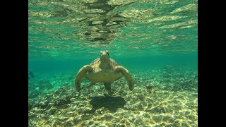 Apo Island snorkeling [upl. by Airtap]