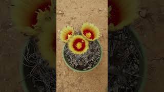 ¡IMPRESIONANTE 3 grandes flores de Astrophytum capricorne [upl. by Noirred637]