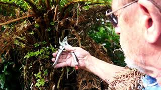 How To Summer Prune A Tree Fern  Dicksonia Antarctica [upl. by Anavoig229]