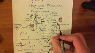 Long Term Potentiation and NMDA Receptors Part 3 [upl. by Arikaahs]