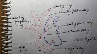 Tonsil Blood supply ENT [upl. by Erinna98]