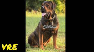 Amazing cross mixed 12  English Mastiff Rottweiler  Mastweiler [upl. by Beaumont]